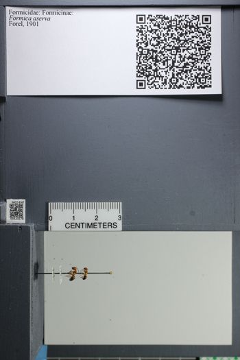 Media type: image;   Entomology 523178